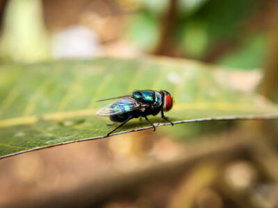 Cochliomyia hominivorax, the New World screw-worm fly, or screw-worm for short, is a species of&hellip;